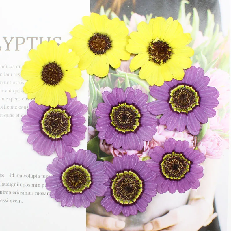 Yellow Phone Accessories - 40pcs Pressed Dried 3-5cm Yellow/Purple Grandaisy