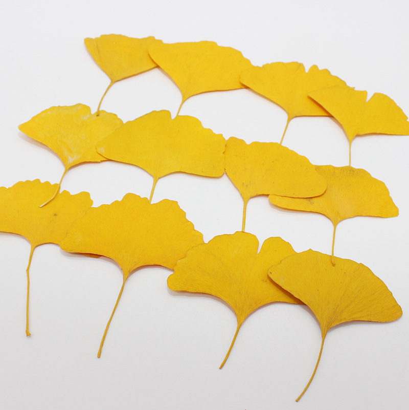 60pcs Pressed Dried Yellow/Gre - Yellow Phone Accessories ulasan dan harga