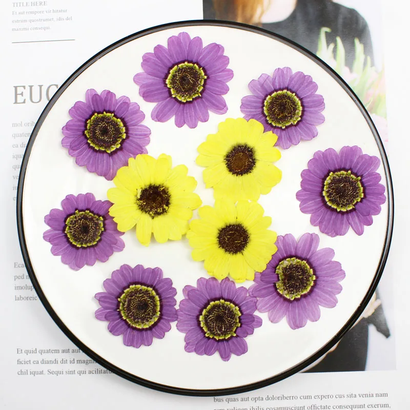 40pcs Pressed Dried 3-5cm Yell - Yellow Phone Accessories ulasan dan harga