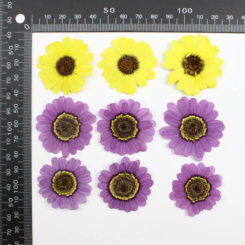 40pcs Pressed Dried 3-5cm Yell - Yellow Phone Accessories ulasan dan harga