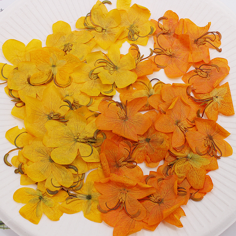60pcs Dried Pressed Yellow/Ora - Yellow Phone Accessories ulasan dan harga