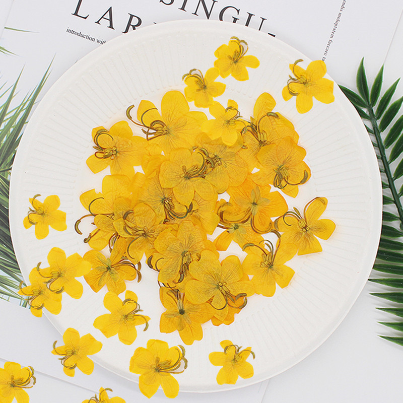 60pcs Dried Pressed Yellow/Ora - Yellow Phone Accessories ulasan dan harga