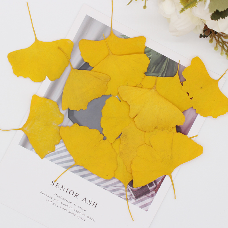 60pcs Pressed Dried Yellow/Gre - Yellow Phone Accessories ulasan dan harga