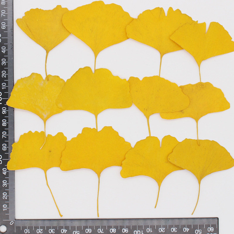 60pcs Pressed Dried Yellow/Gre - Yellow Phone Accessories ulasan dan harga